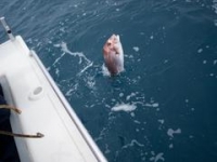 deep sea fishing trips south australia