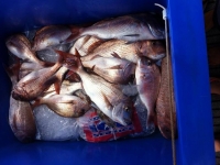 local fishing charters adelaide